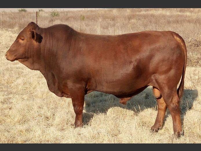 CCW 230094 Pp(c) | C. CILLIERS