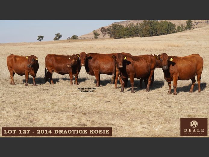 Commercial Animals | DB
