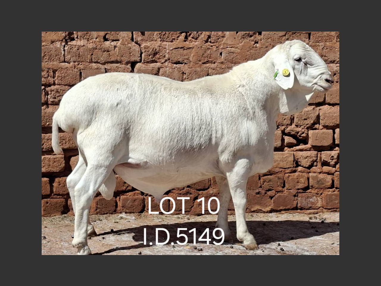 images