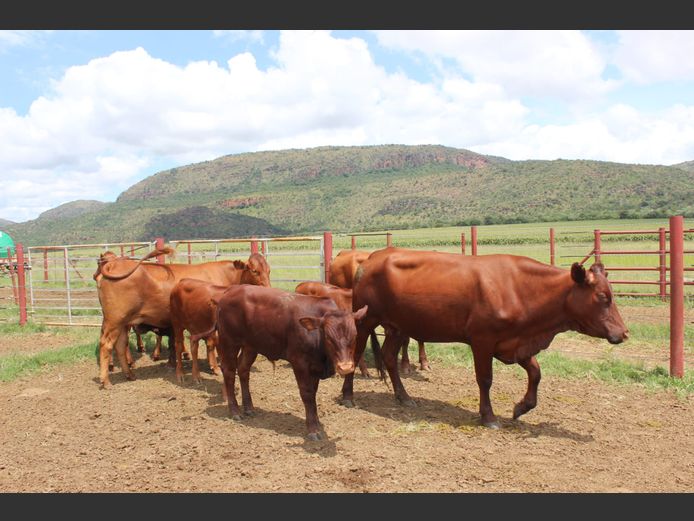 Commercial Female Animals - Netkor - Naboomspruit