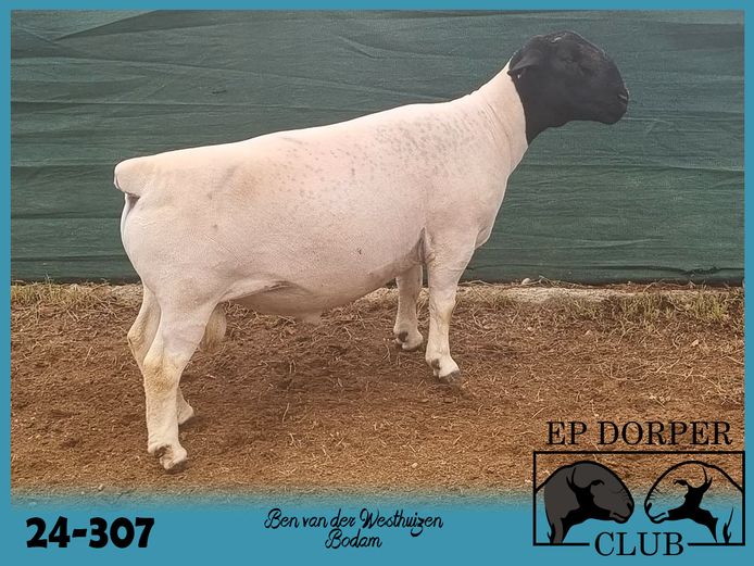 24-307 | Ben van der Westhuizen - Bodam