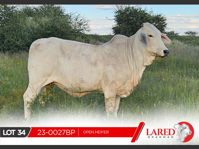 23-0027BP | LARED BRAHMAN