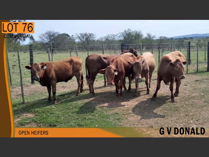 Commercial Animals | G.V.DONALD