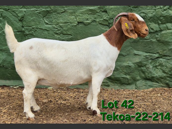 1673 220214 | Tekoa Boerbokstoet 