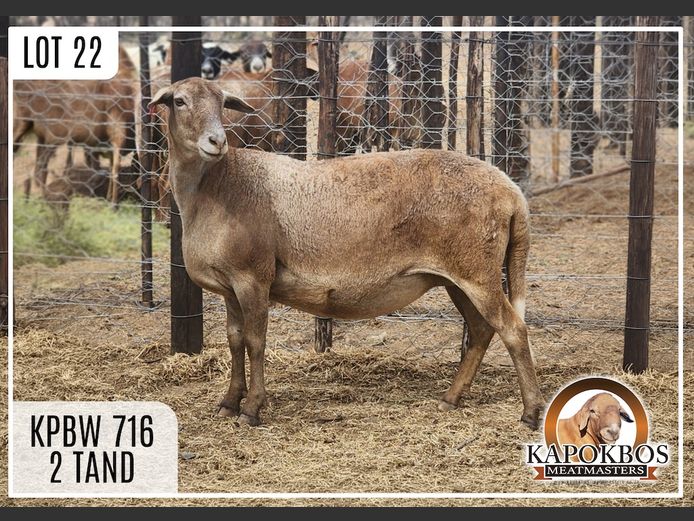 KPBW716 | Kapokbos Meatmasters