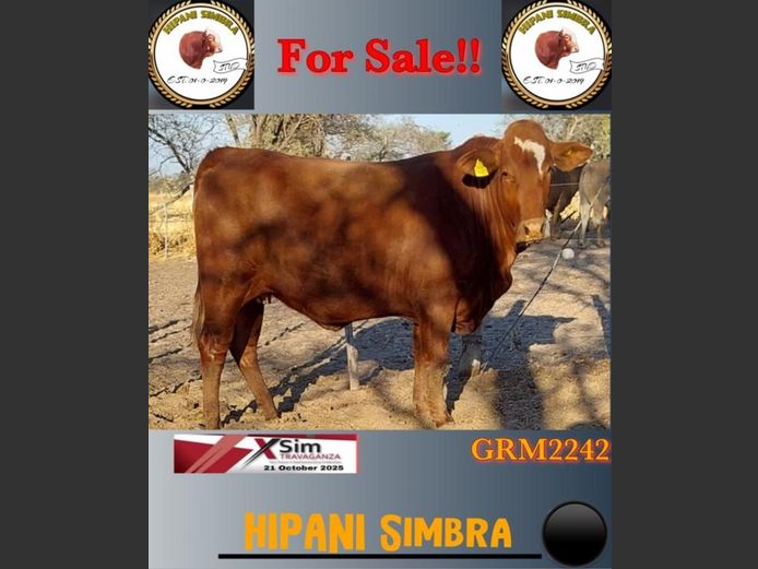 GRM2242AA | HIPANI SIMBRA