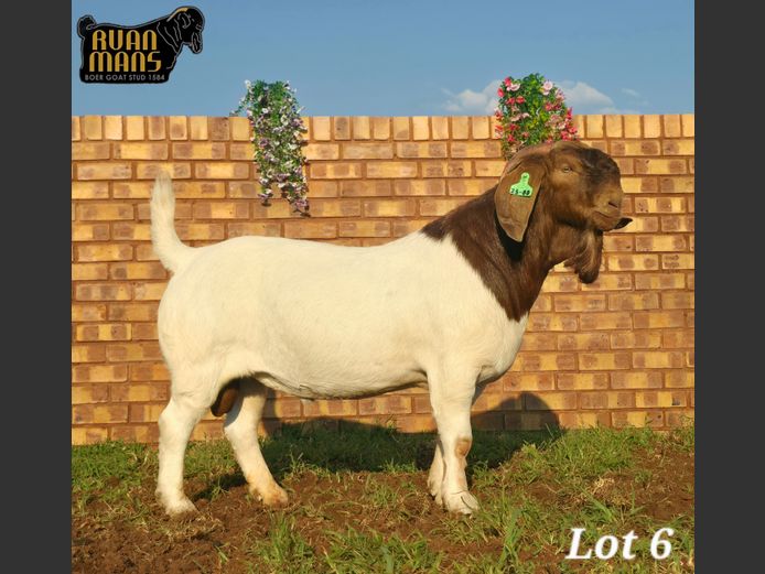 1584 25-80 | Ruan Mans Boer Goat Stud