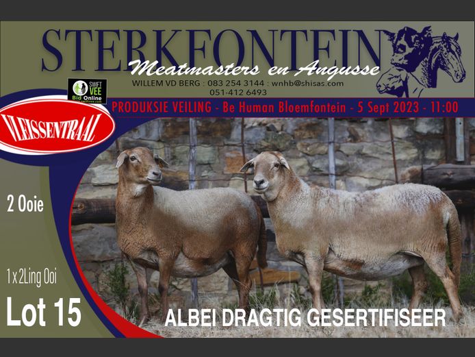 Ewes | Sterkfontein Meatmasters