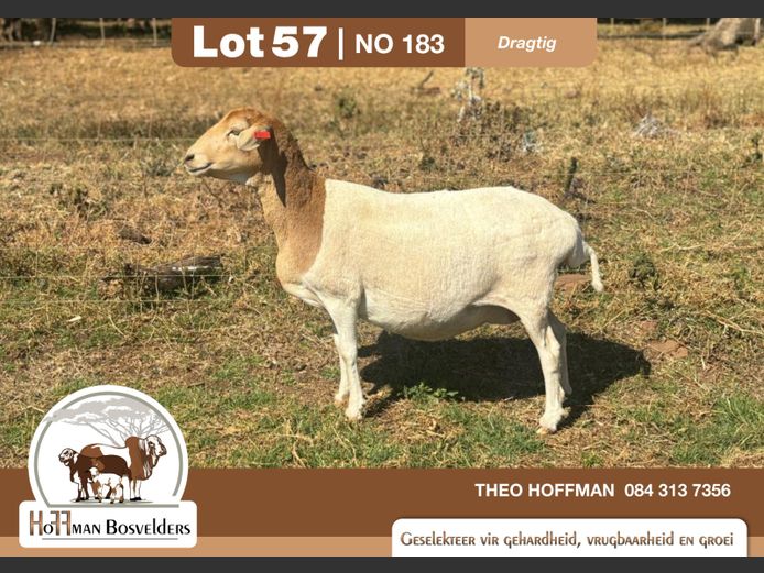 183 | HOFFMAN BOSVELDERS