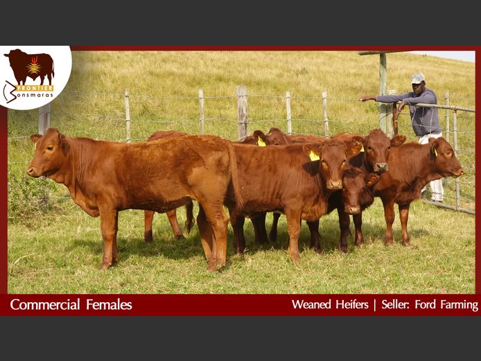Commercial Animals | Ford Farming