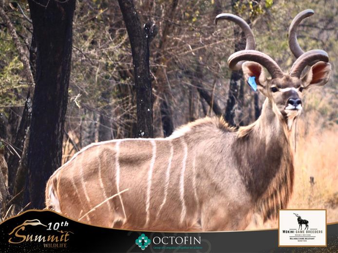 Kudu Cows running with 58 6/8" Leo