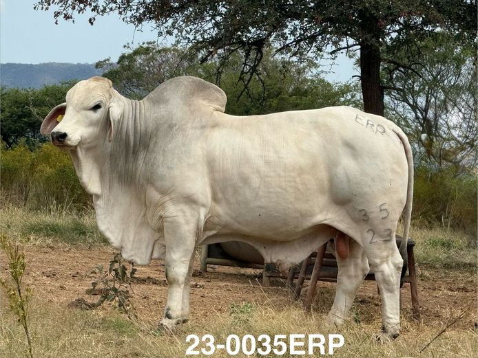 23-0035ERP | HARROBI BRAHMAN