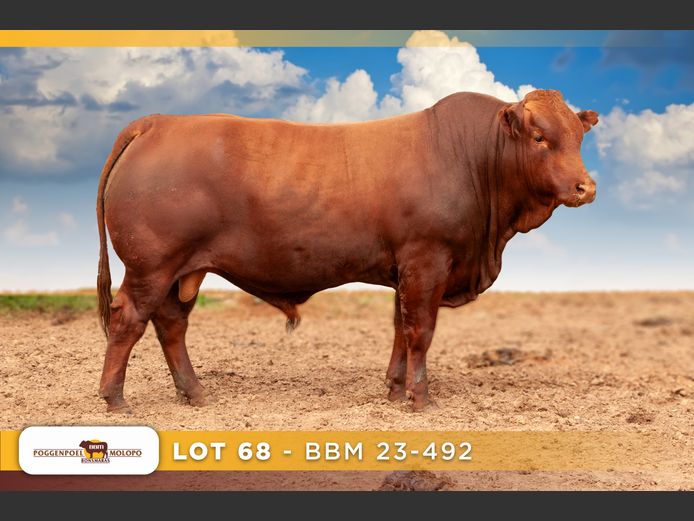 BBM 230492