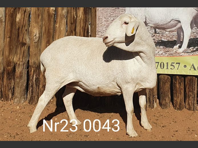 23-043 | Johan Stadler