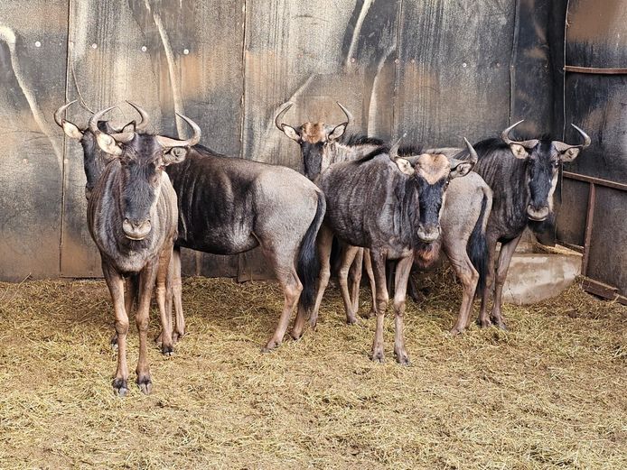 BLUE WILDEBEEST | DAGBREEK