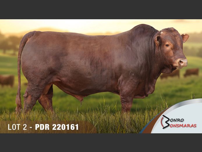 PDR220161 | BONRO BONSMARAS