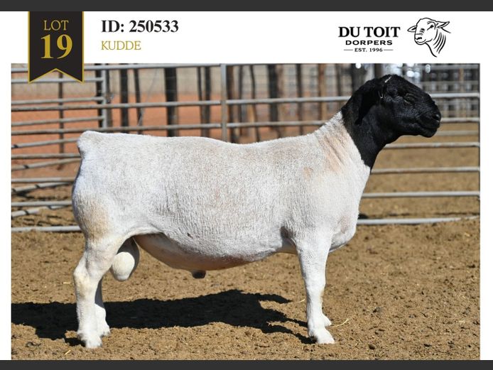 250533 | DU TOIT DORPERS