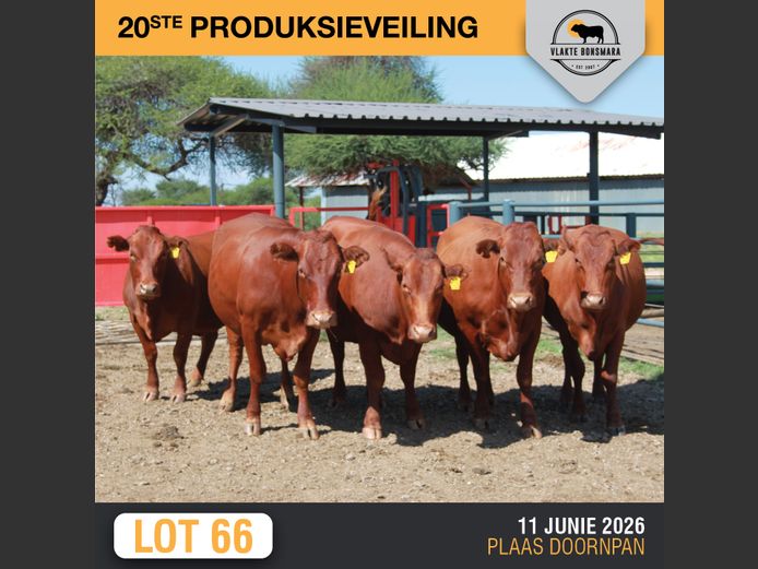 Commercial Animals | SOMERHOEK BONSMARAS