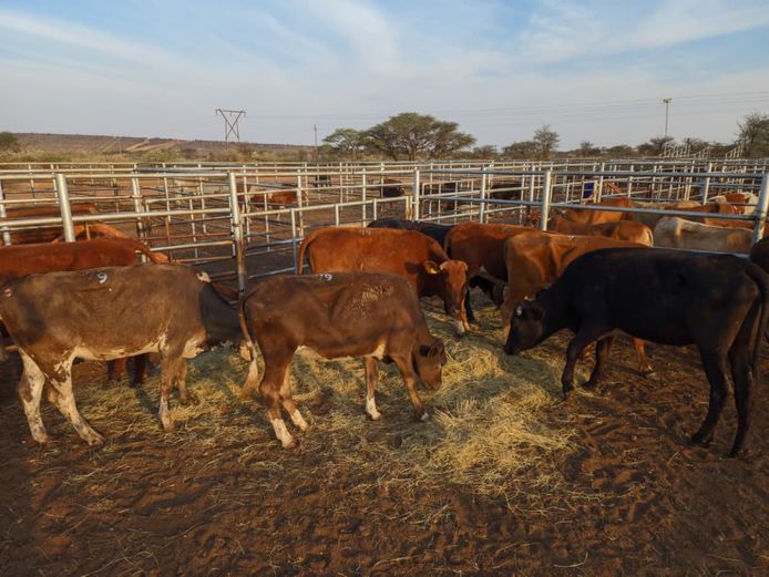 VAN NIEKERK PJ | DAIRY CATTLE 