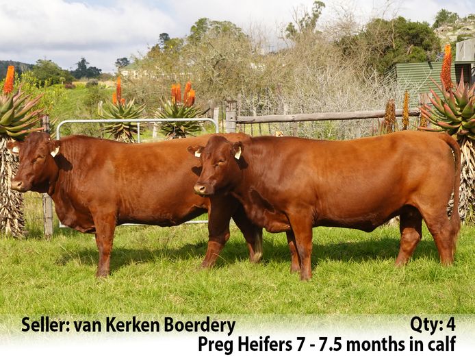 Commercial Animals | van Kerken Boerdery