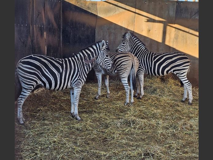 ZEBRA | PRINS GAME
