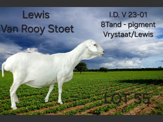 V23-01 | LEWIS VAN ROOY STUD