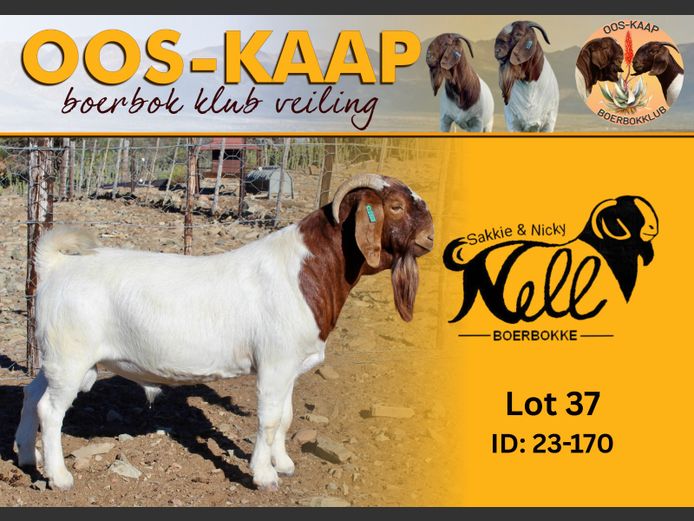 23-170 | Sakkie en Nicky Nell Boerbokke