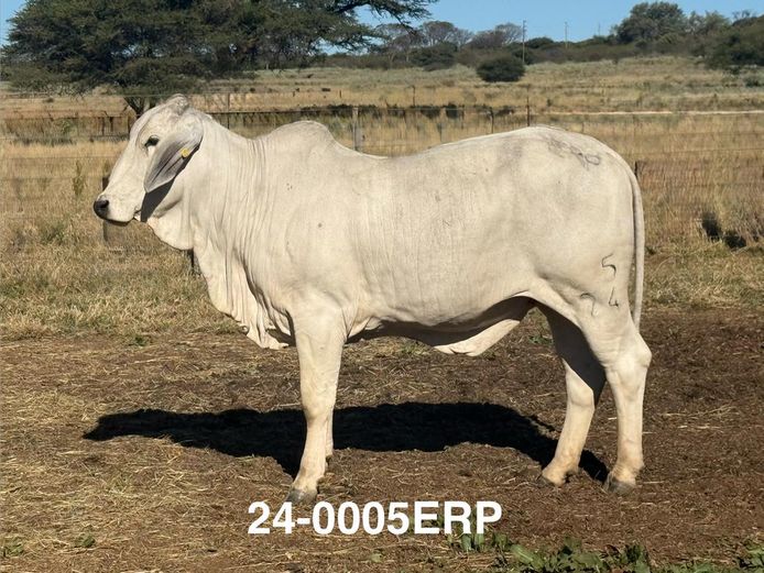 24-0005ERP | HARROBI BRAHMAN