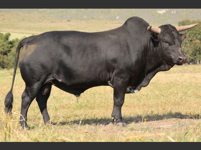 EX 230023 HH | EXSTEEN NGUNI’S & SANGA‘S
