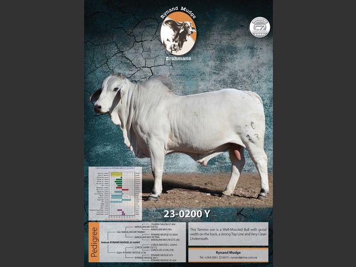 23-0200Y | RYNAND MUDGE BRAHMAN