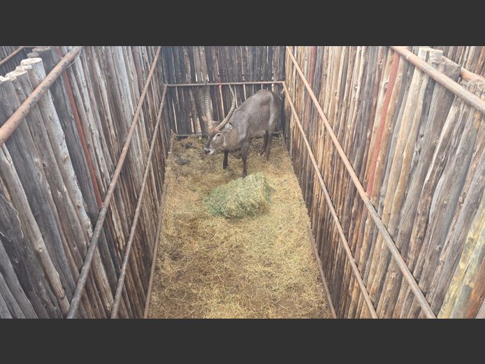 WATERBOK | HANLEY