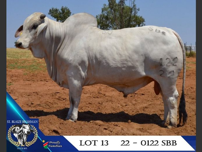 22-0122SBB | ST. BLAIZE BRAHMAN STOET