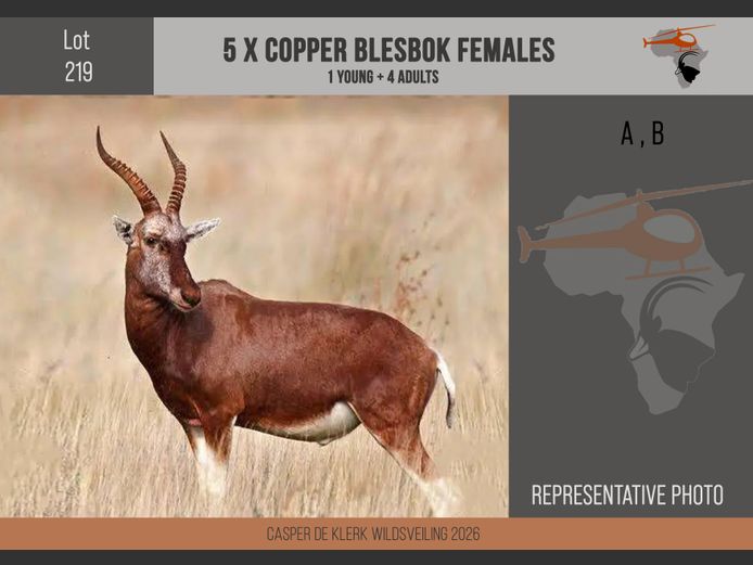 Copper Blesbuck 