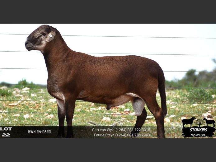 HWH24-0620 | STOKKIES MEATMASTERS