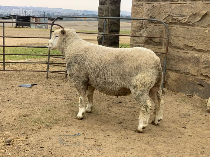 DUP 240029 | DONKERBERG ELITE IDF STUD 