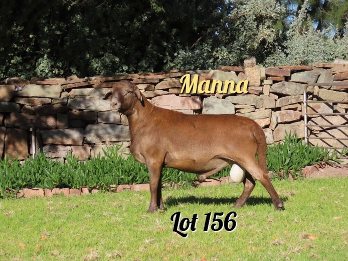494 | Manna