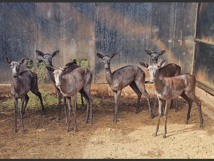 BLACK IMPALA | KAROI