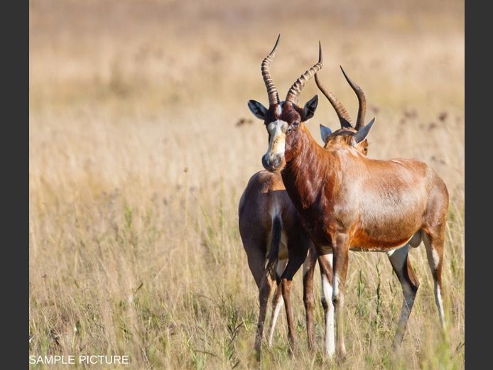 BLESBUCK | GOLDEN GAME WILDLIFE