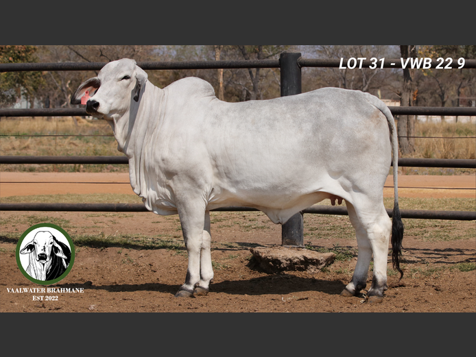 VWB229 | MNR. H.A. KLOPPERS