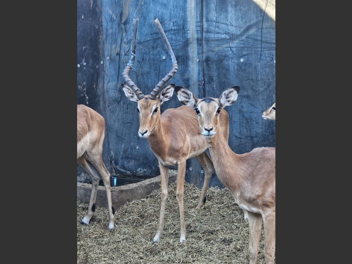 IMPALA | M.E. V GREUNEN