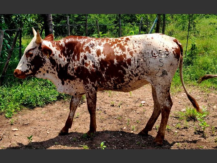 Commercial Animals | D.S. REED & SON