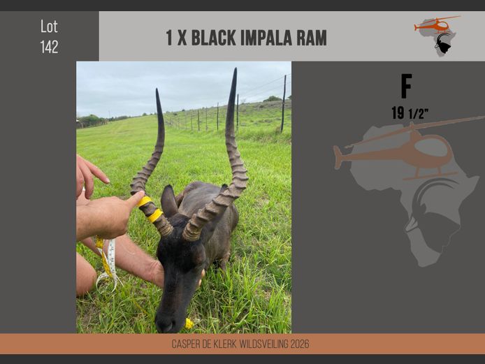 Black Impala (19 1/2")