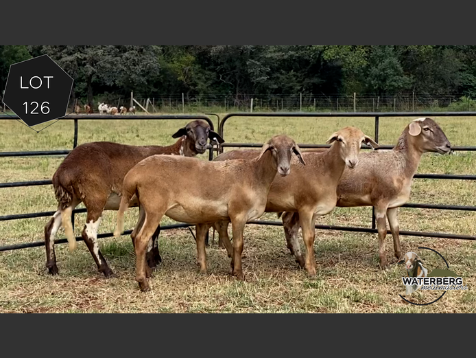 Ewes | Waterberg Meatmaster 