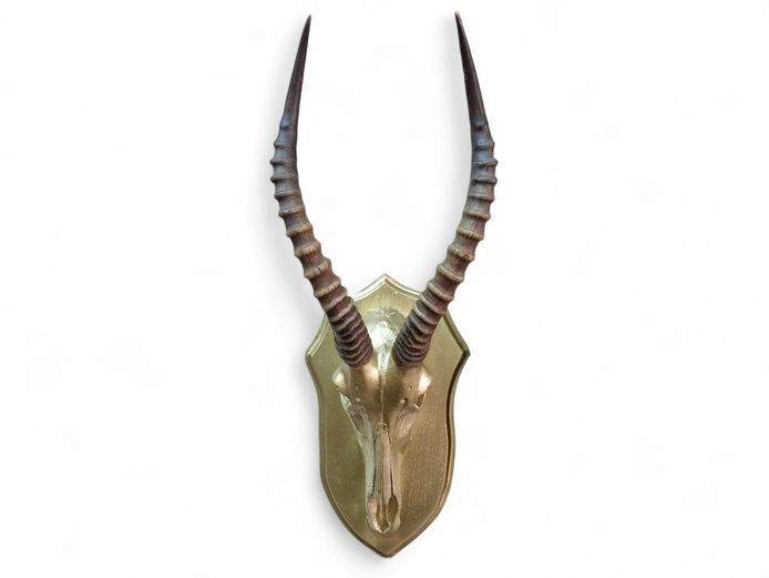 Decorative Gold Toned Blesbok Wall Skull