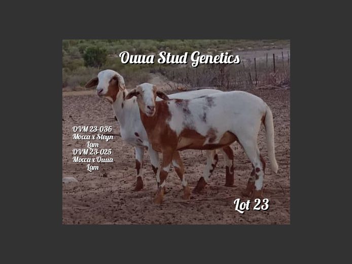 ID:23-0036OVM | ID:23-0025OVM | OUUA STUD GENETICS