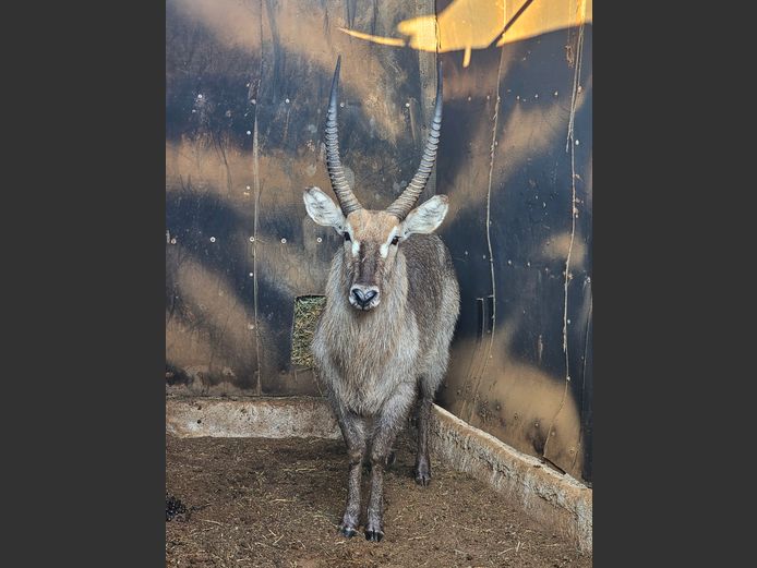 WATERBUCK | MOSDENE