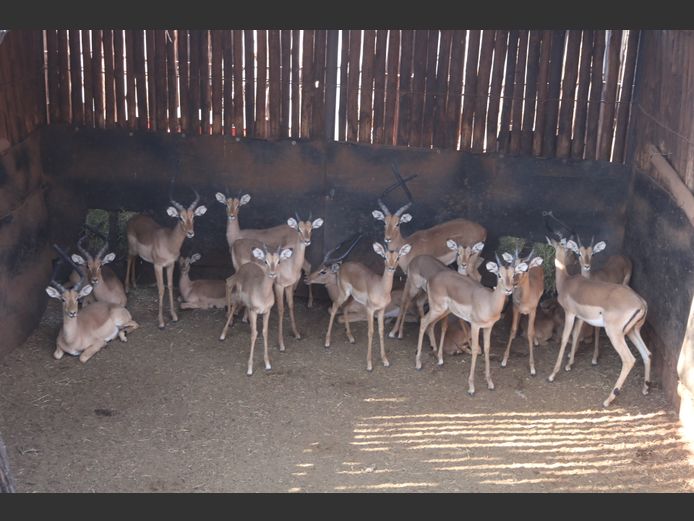Rooibokke Penkoppe