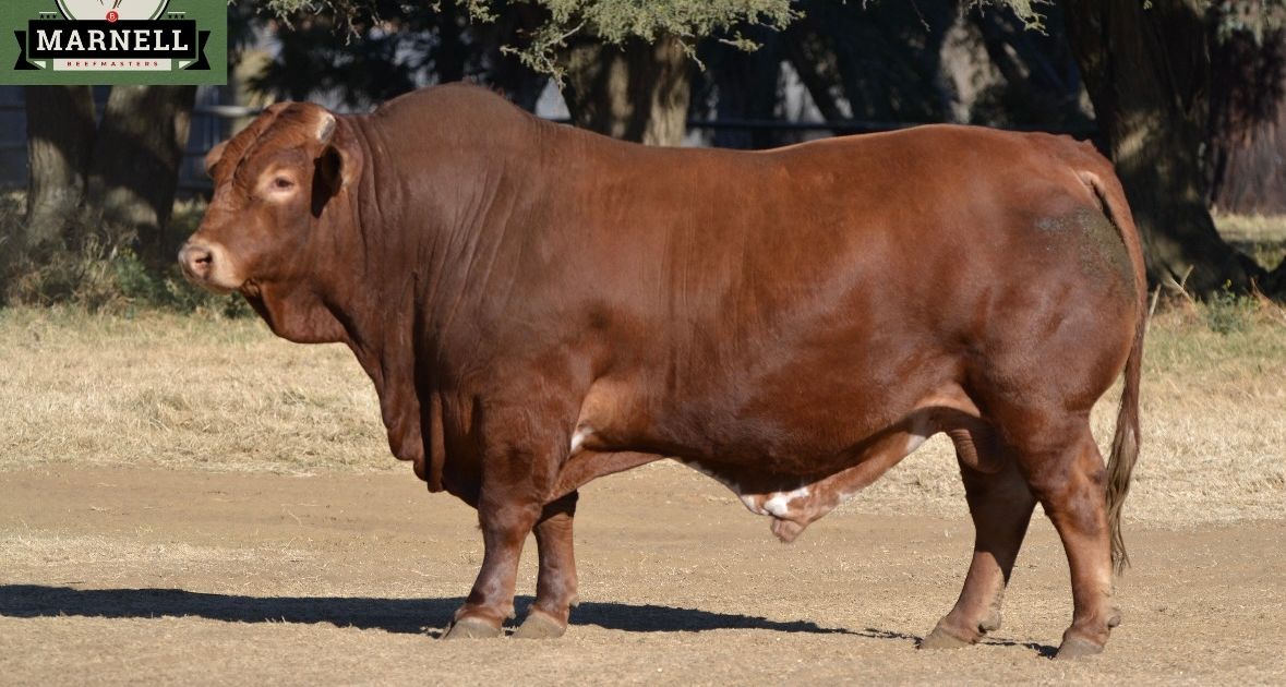 Lot 14 | 26STE NASIONALE BEEFMASTER VEILING | SwiftVEE | South Africa’s ...