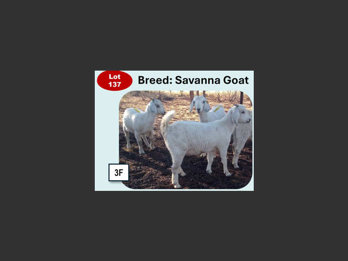 SAVANNA GOATS | ANNUAL MYTILUS AND ELOFF
