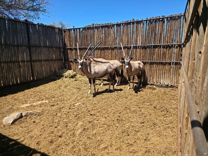 GEMSBOK | HANLEY 1